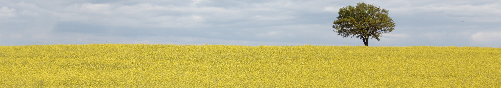 Rapeseed