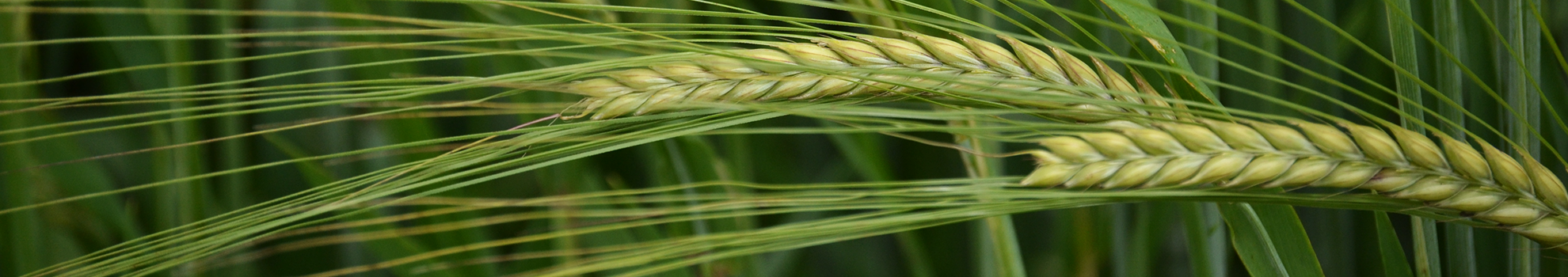 Spring barley