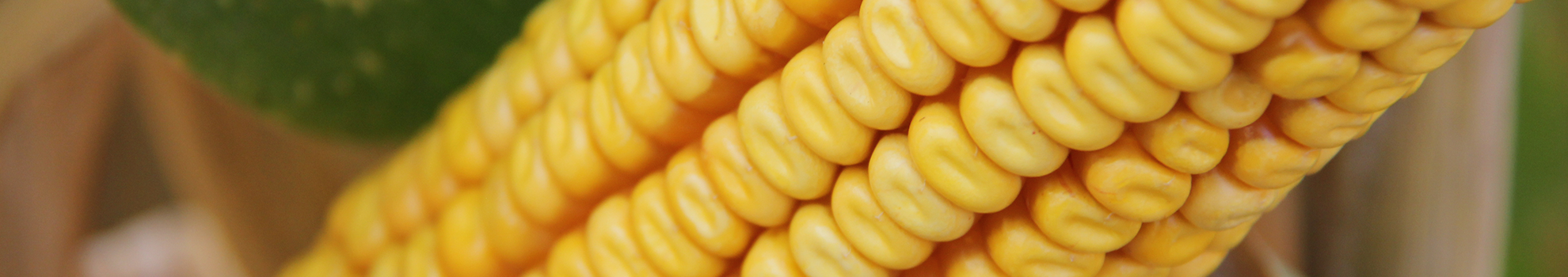 Grain maize