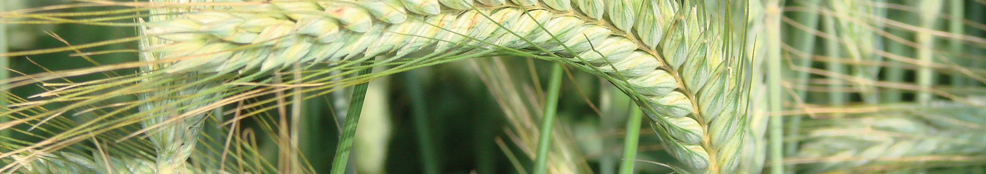 Triticale