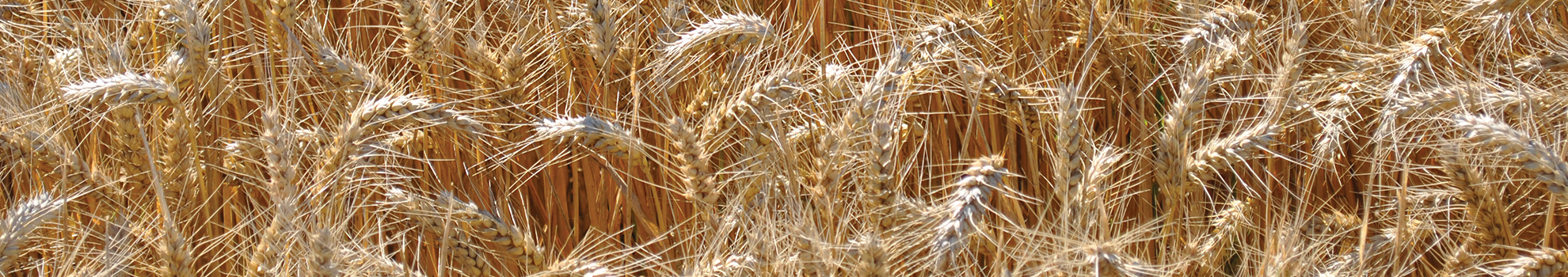 Soft wheat