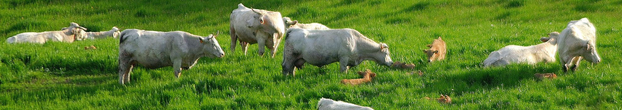 Les mélanges prairiaux