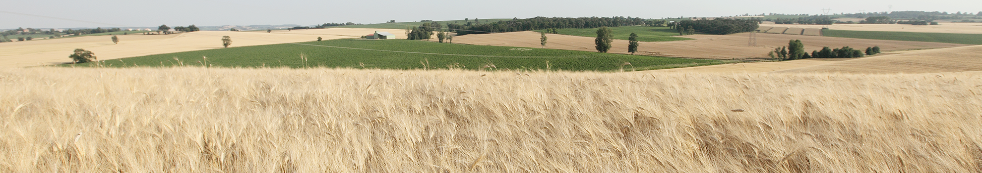 Céréales, protéagineux et soja