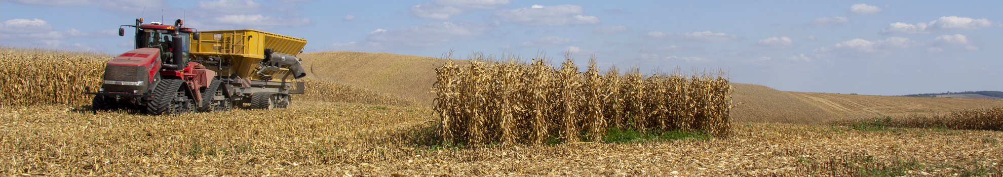 Maïs grain